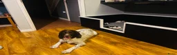 English Springer Spaniel dogs for sale: Beautiful KC registered English springer spaniels in Stratford-upon-Avon - Advert 12