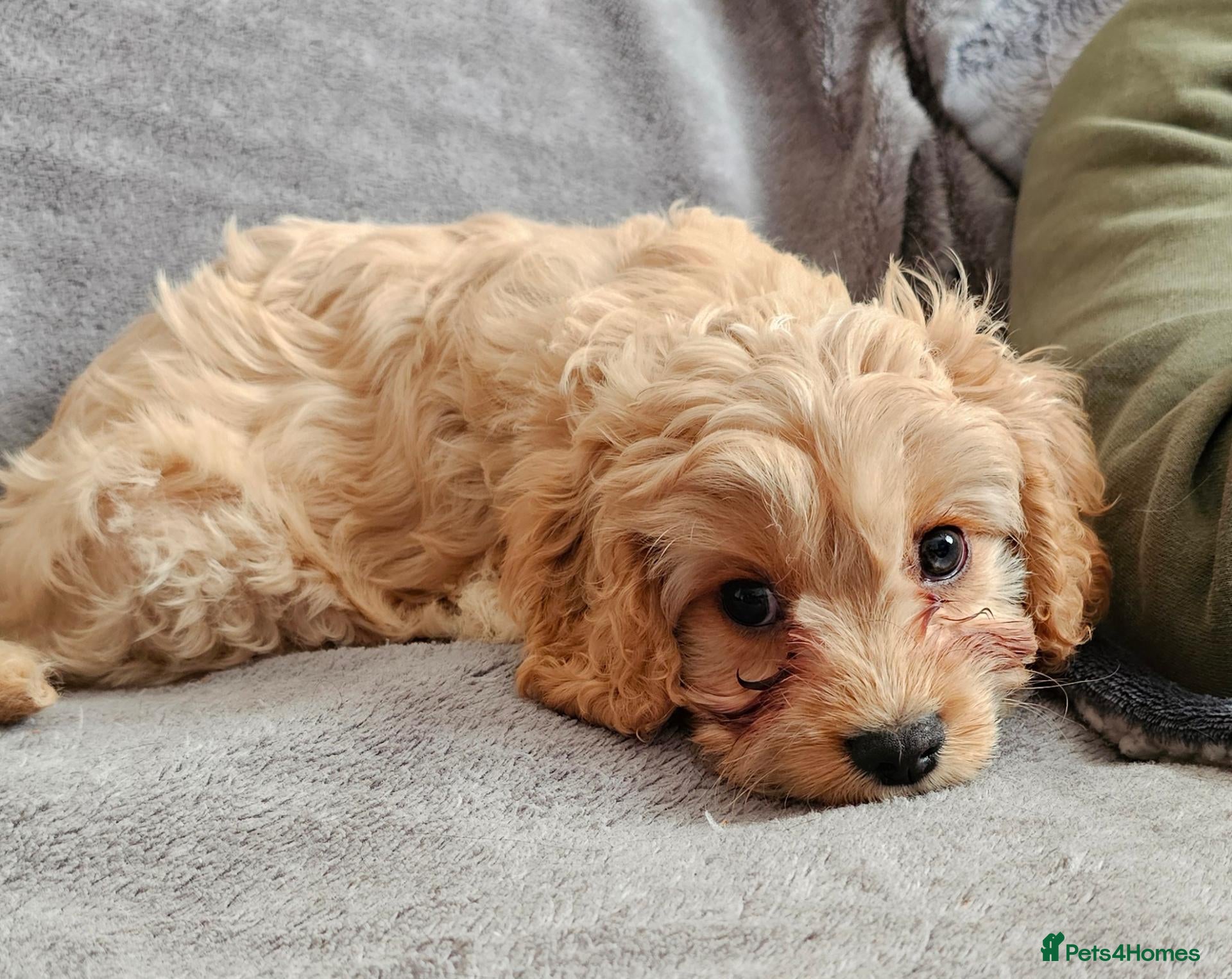 Cavapoo dogs Health tested F1 Cavapoo puppies - Advert 2