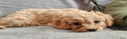 Cavapoo dogs for sale: Health tested F1 Cavapoo puppies - Advert 5