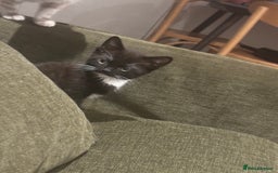 British Shorthair cats for sale: Adorable Tuxedo Kitten – Sweet, Playful & Healthy - Image 3
