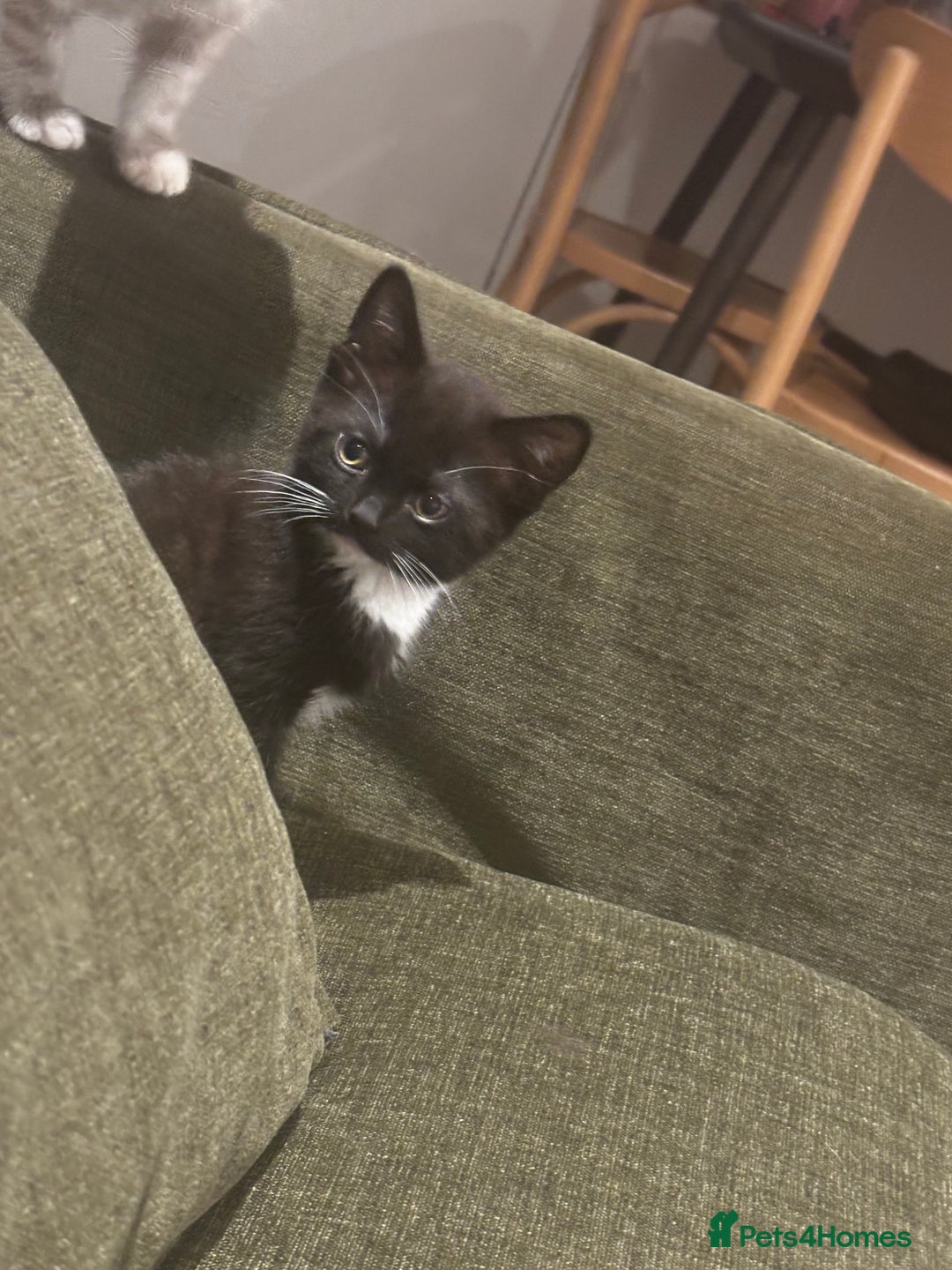 British Shorthair cats for sale: Adorable Tuxedo Kitten – Sweet, Playful & Healthy - Image 3