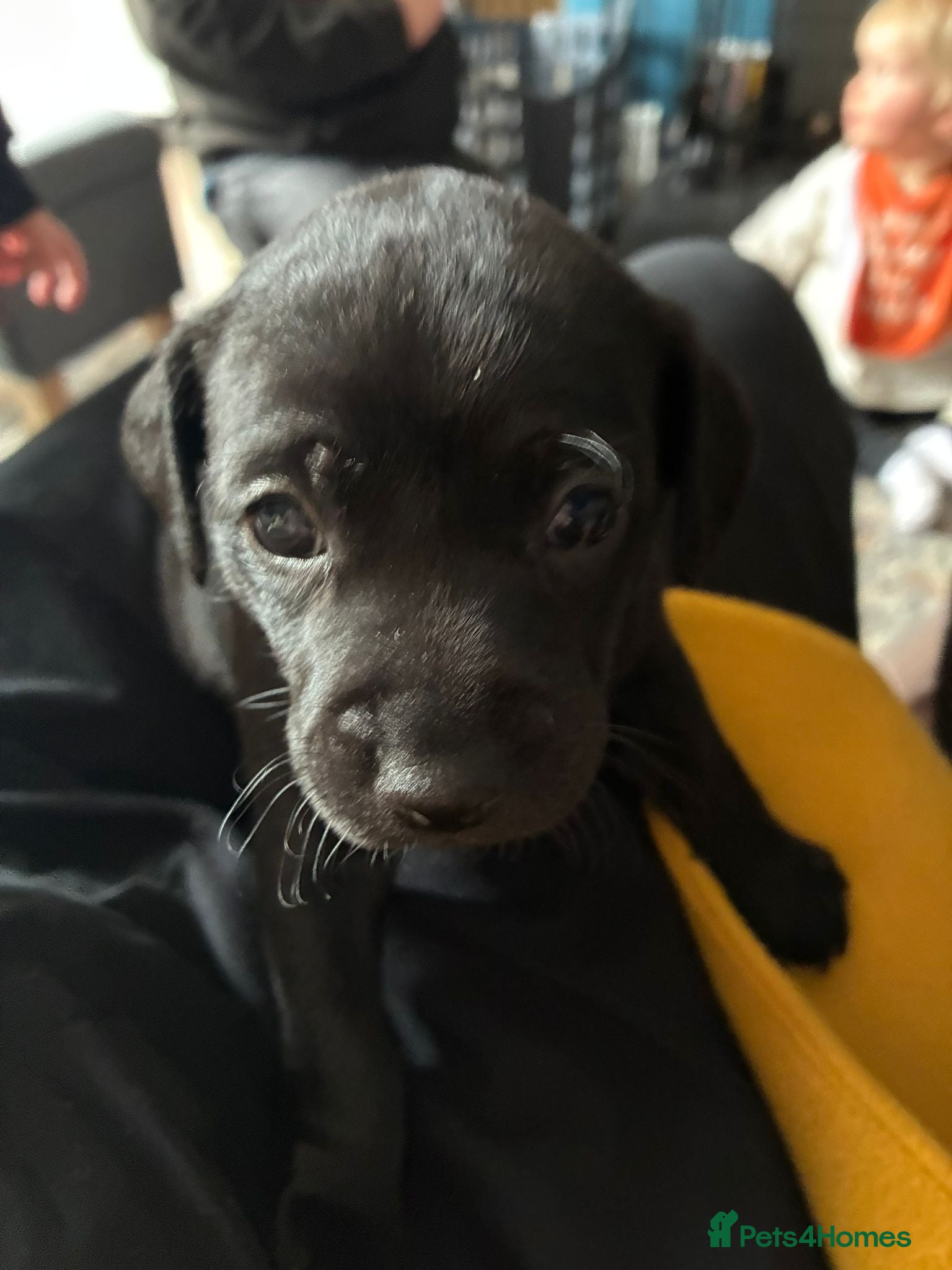 Mexican Hairless dogs Mini mexican coated/hairless xoloitzcuintli - Advert 6