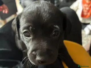 Mexican Hairless dogs Mini mexican coated/hairless xoloitzcuintli - Advert 6