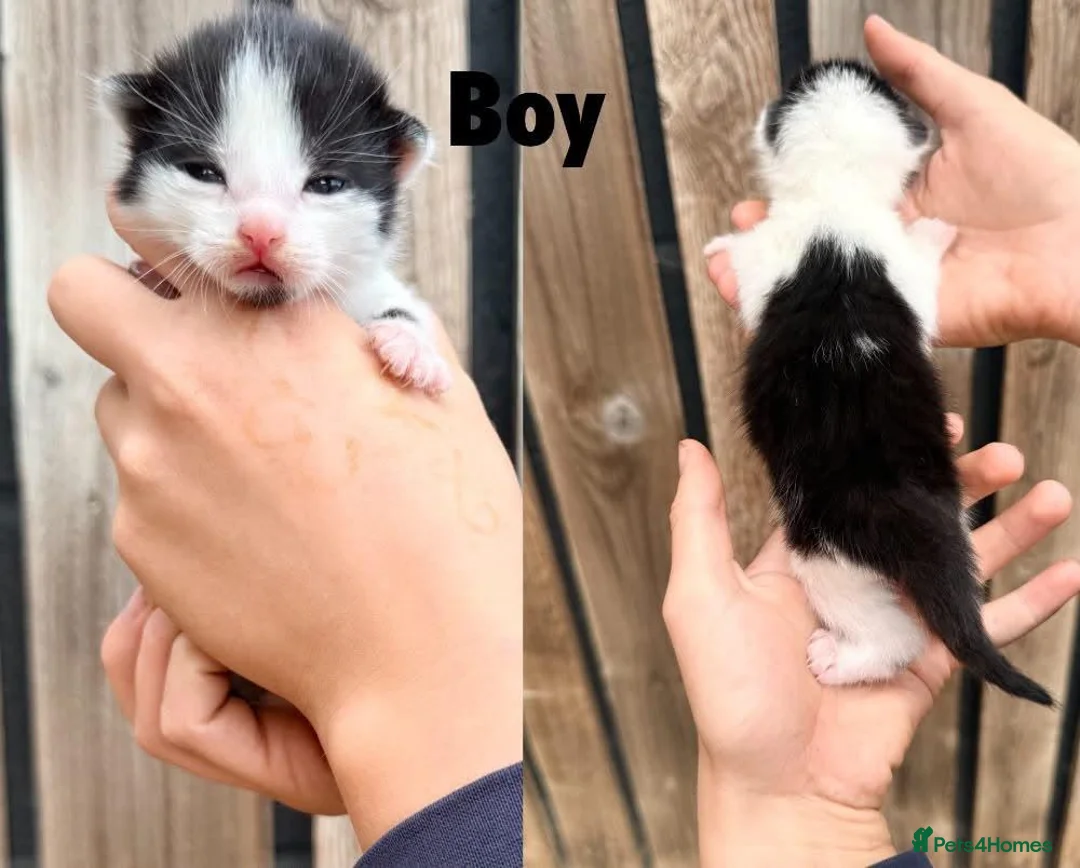 Mixed Breed cats for sale: Farm kittens for sale - Advert 2