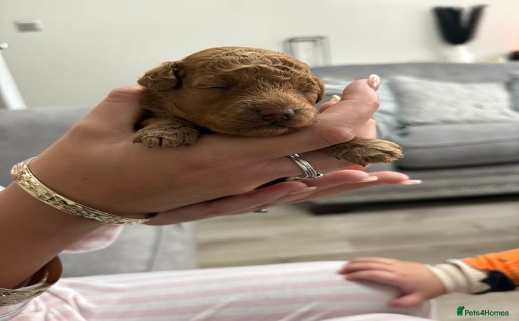 Toy Poodle dogs - Advert 15