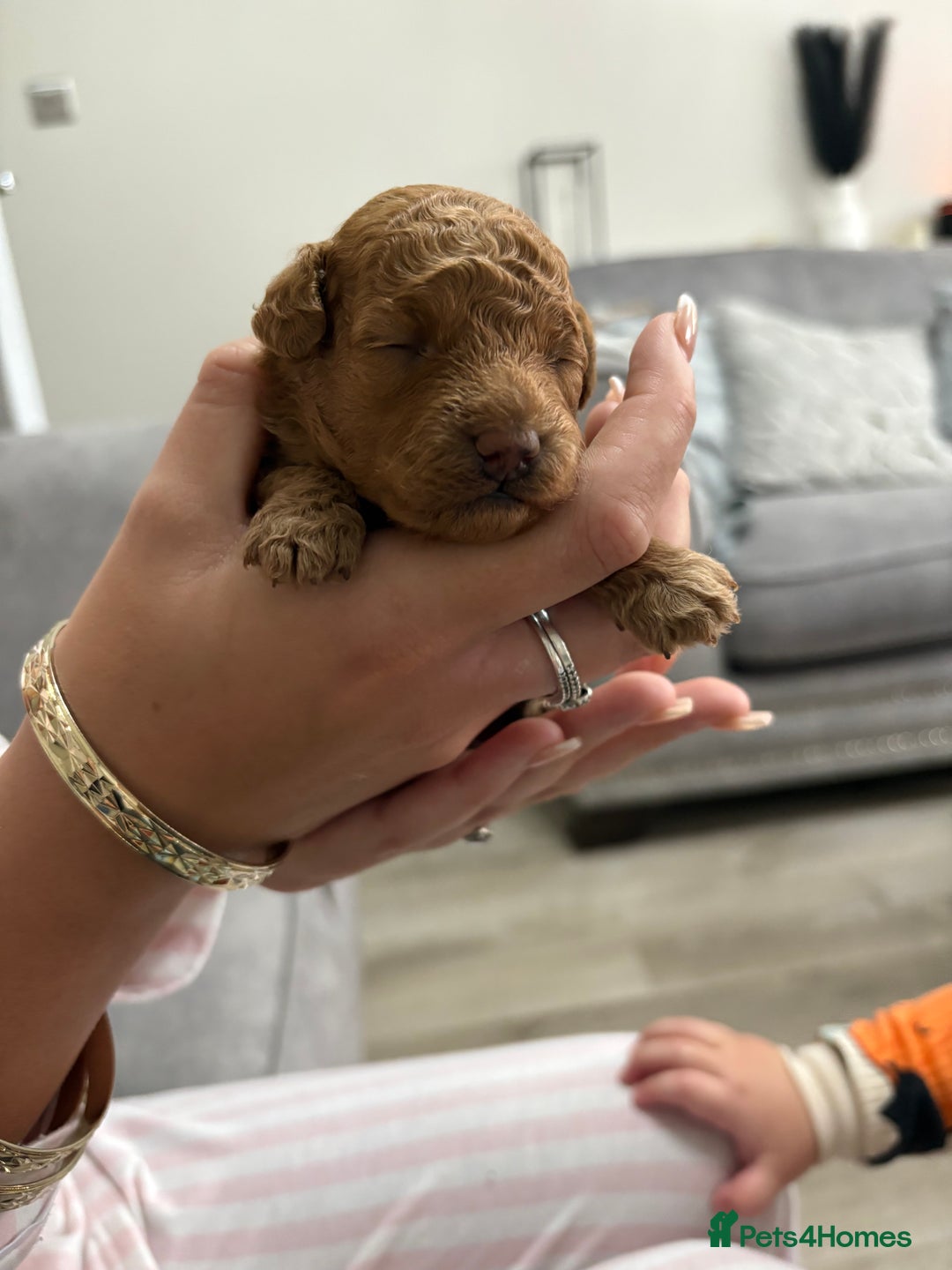 Toy Poodle dogs for sale: 3 Toy Poodle Fire Crackers 🎆 - Image 1
