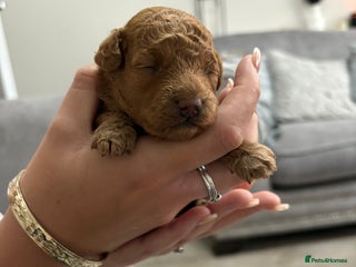 Toy Poodle dogs - Advert 23