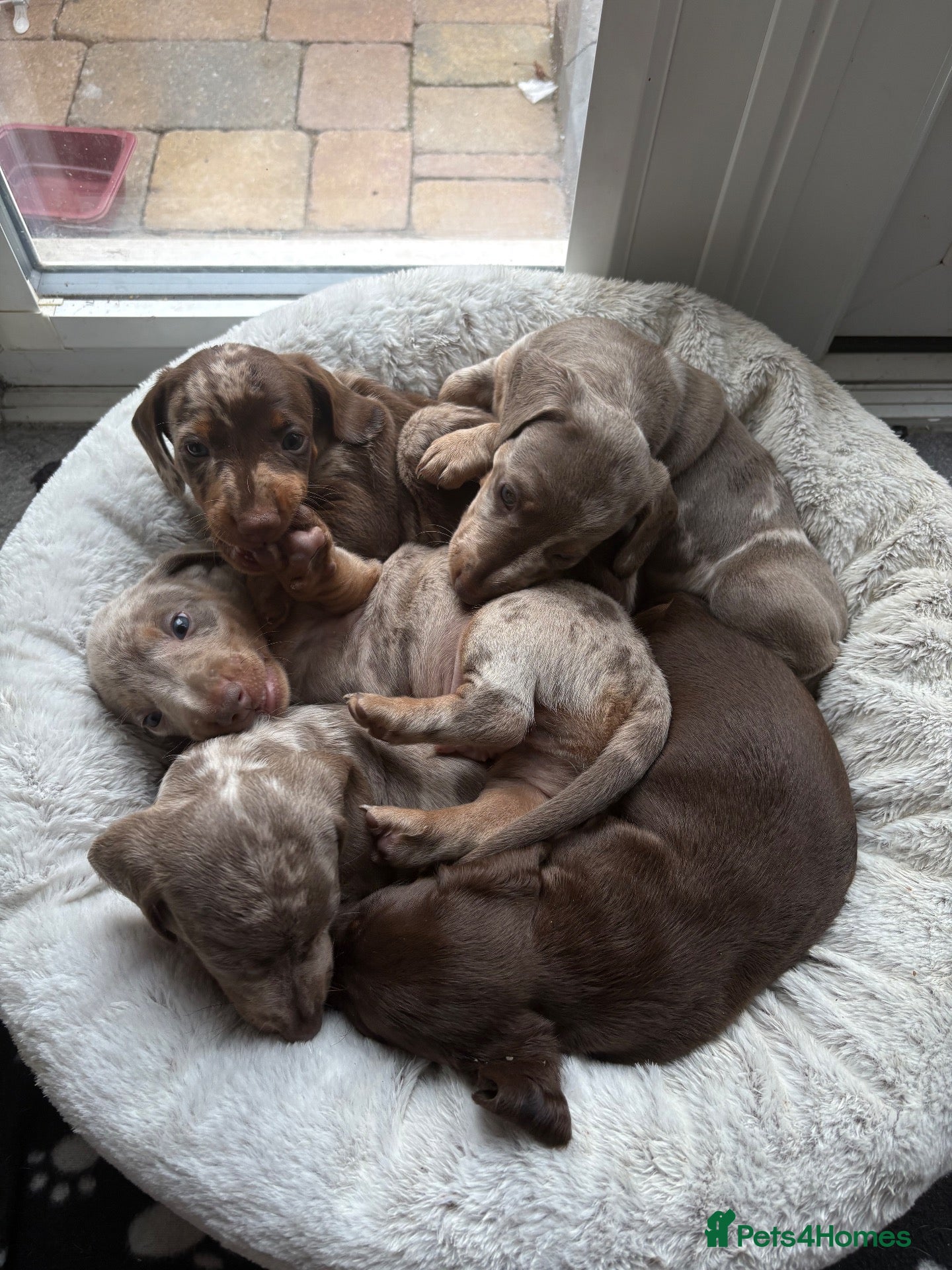 Miniature Dachshund dogs Male Miniature Dachshunds for sale 💙 - Advert 13