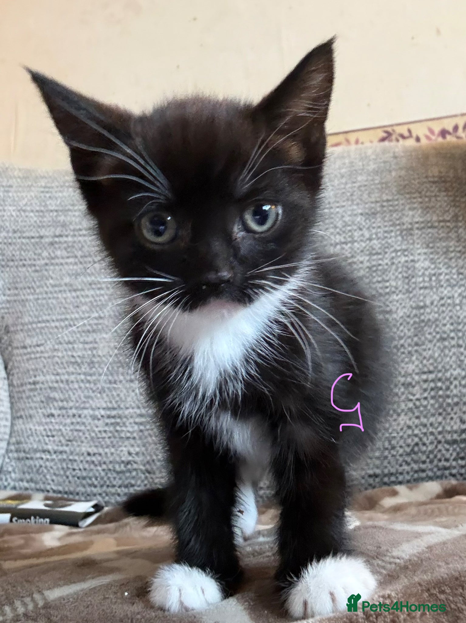 Mixed Breed cats for sale: 1 x boy, 2 x girl - Advert 6