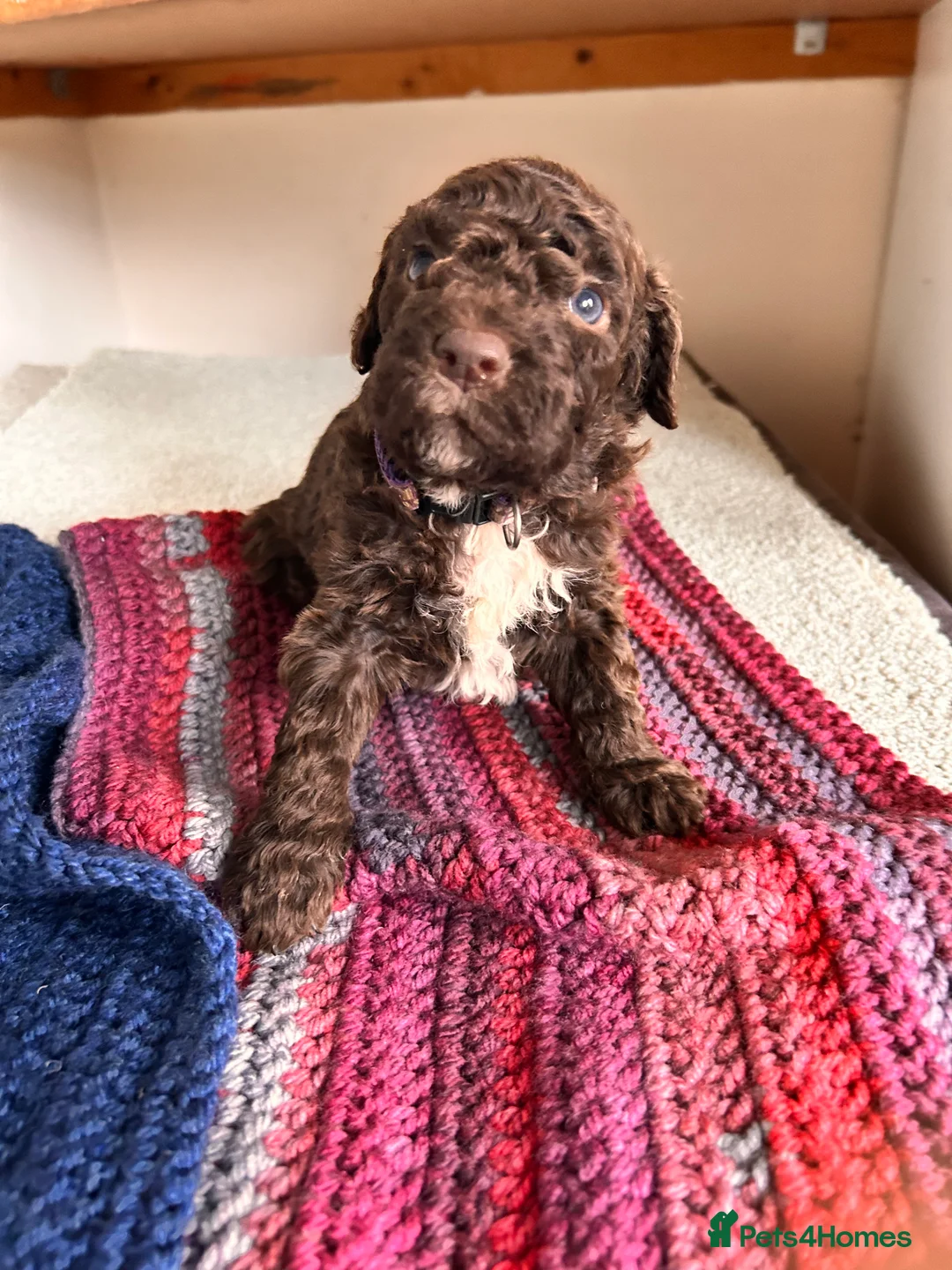 Lagotto Romagnolo dogs for sale: Spring Lagotto Romagnolo puppies - Advert 18
