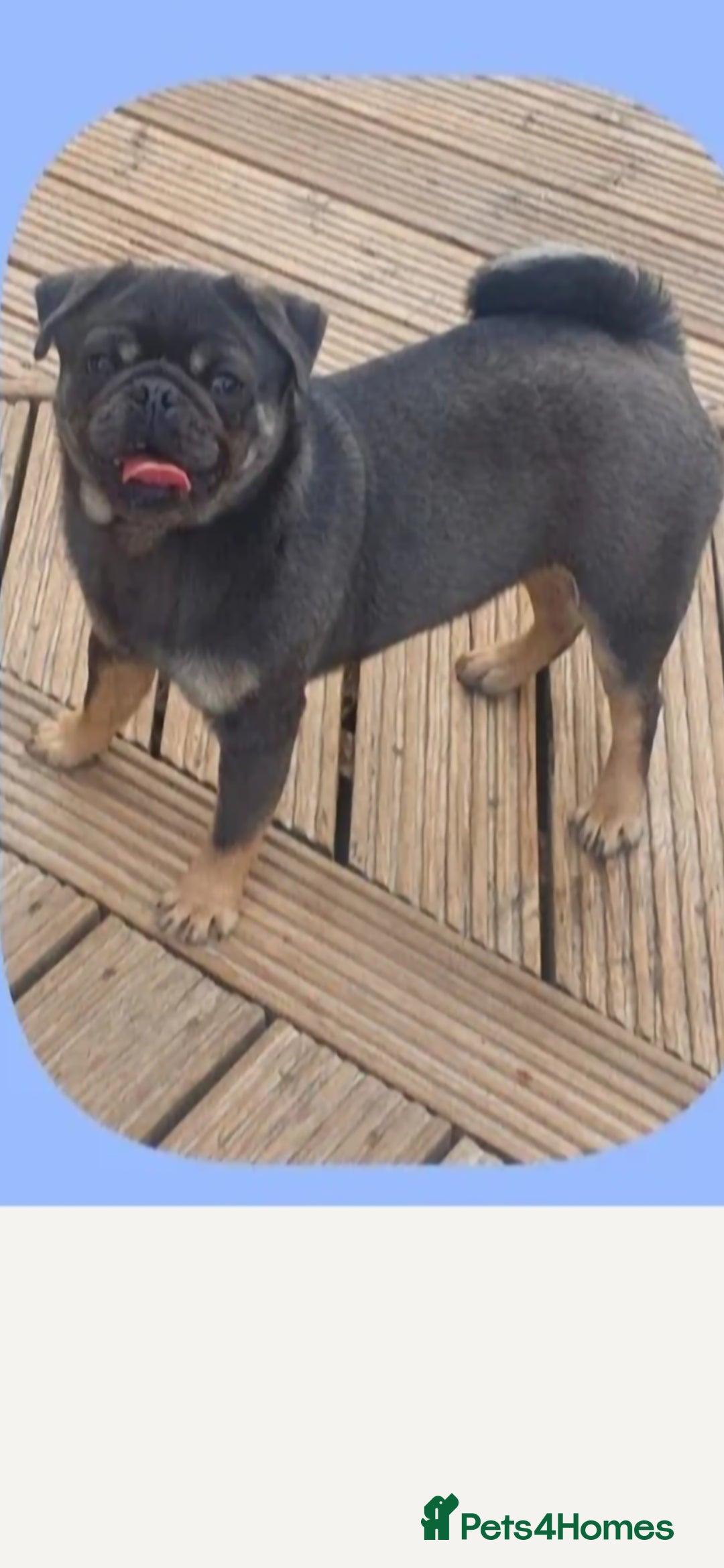 Pug dogs for sale: RARE Pug puppies  - Advert 12