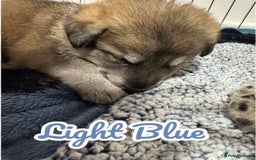 German Shepherd dogs for sale: German Shepherd Puppies  - Image 13