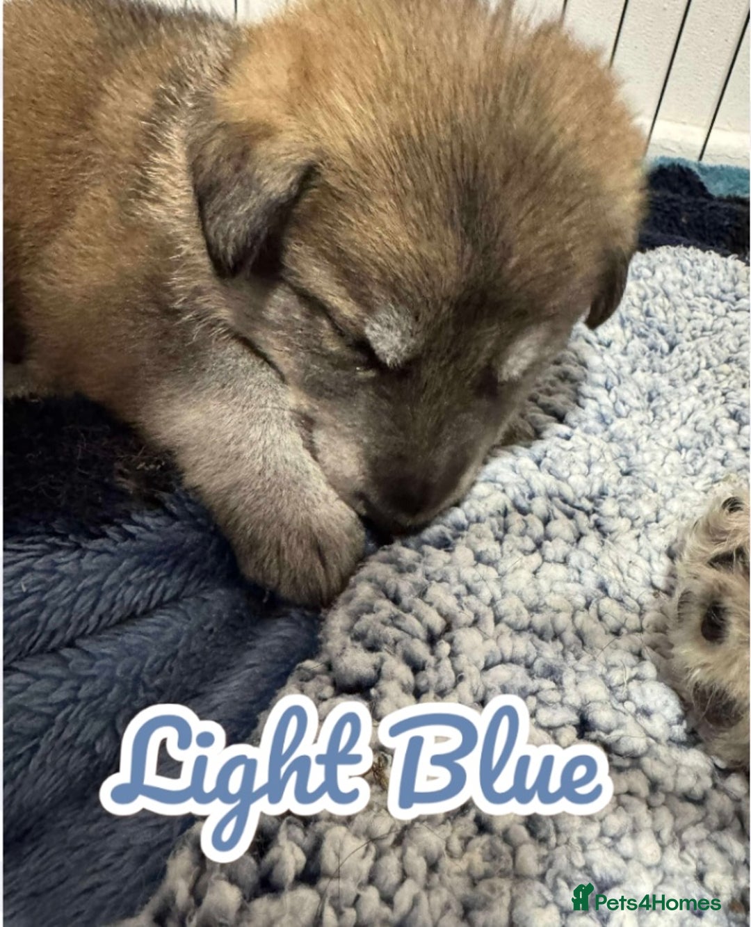 German Shepherd dogs for sale: German Shepherd Puppies  - Image 13