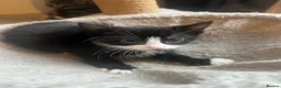 Mixed Breed cats for sale: Kittens for sale  - Advert 4