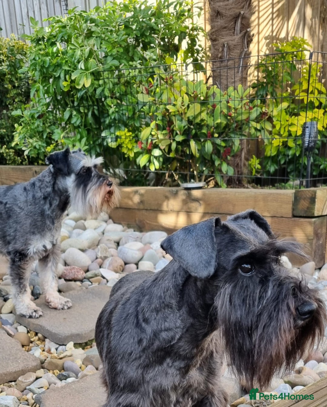 Miniature Schnauzer dogs for sale: Outstanding Miniature Schnauzer Puppies  - Advert 12