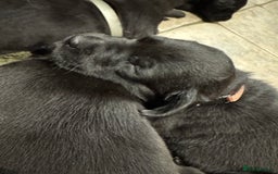 Labrador Retriever dogs for sale: KC Reg Health Tested Working Labradors - Image 23