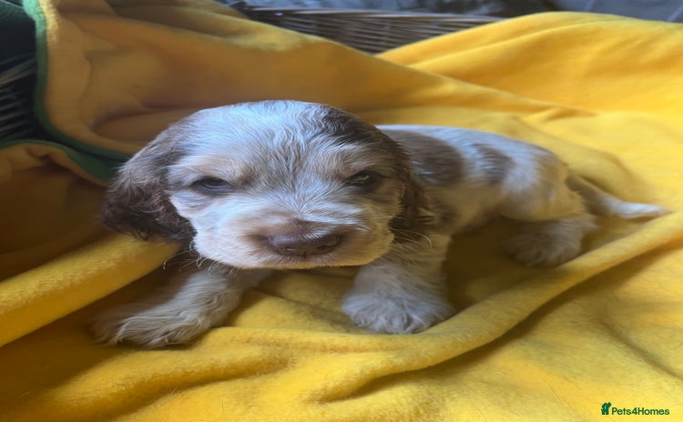 Cocker Spaniel dogs Exceptional KC registered Show Cocker Spaniels  - Advert 10