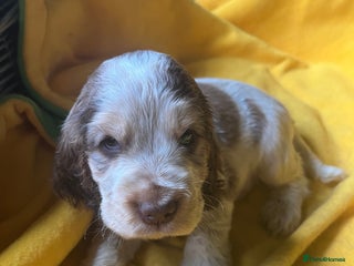 Cocker Spaniel dogs Exceptional KC registered Show Cocker Spaniels - Advert 10