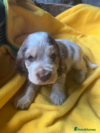 Cocker Spaniel dogs Exceptional KC registered Show Cocker Spaniels - Advert 10