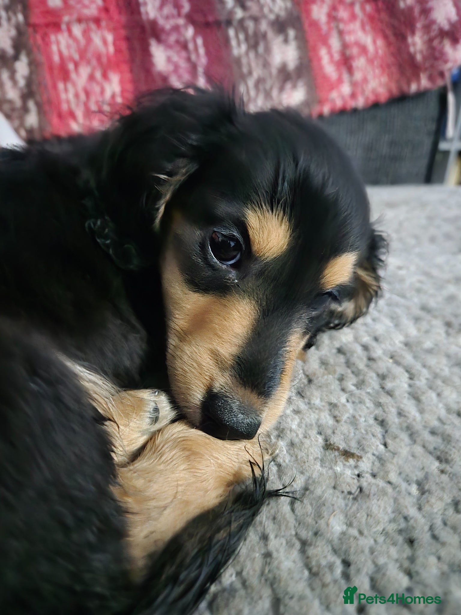 Miniature Dachshund dogs Miniature dachshund  - Advert 11