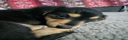 Miniature Dachshund dogs for sale: Miniature dachshund  - Advert 1