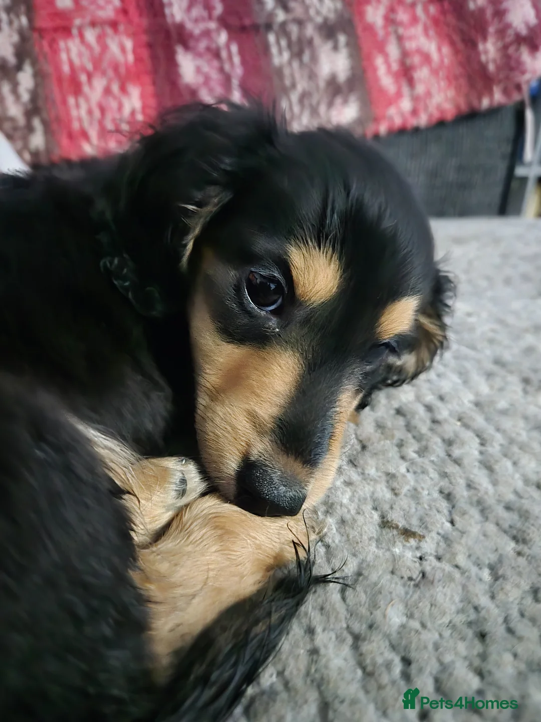 Miniature Dachshund dogs for sale: Miniature dachshund  - Advert 1