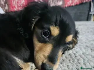 Miniature Dachshund dogs Miniature dachshund - Advert 8