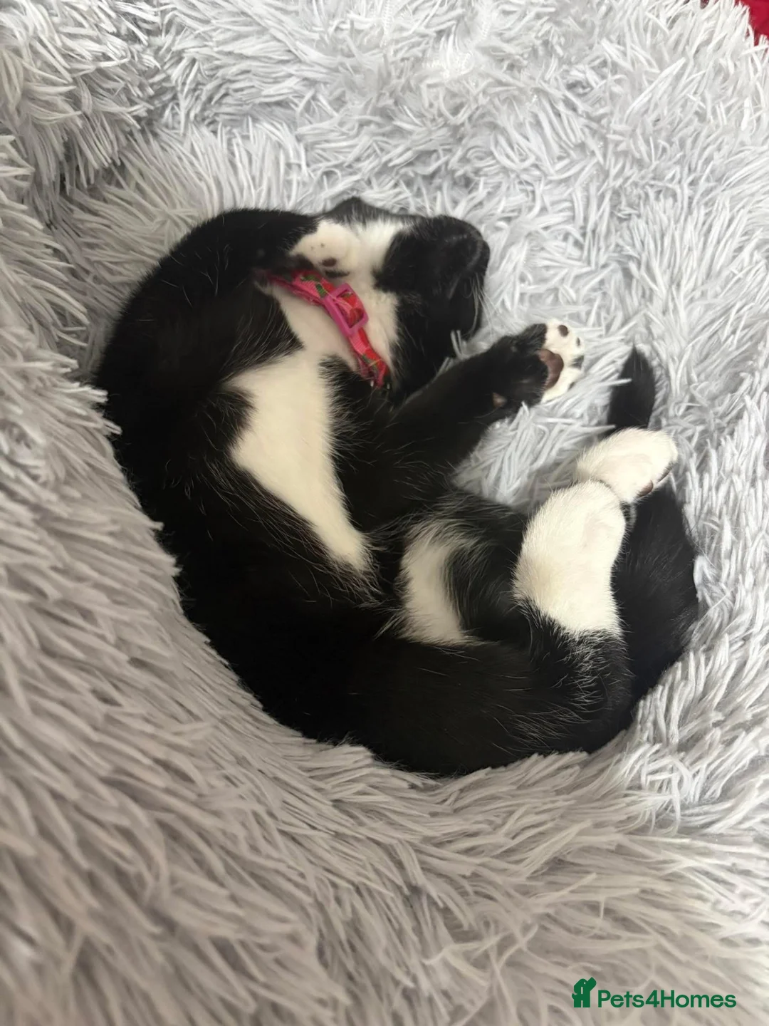 Mixed Breed cats for stud: Luna bengal cross  - Advert 2