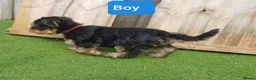 Yorkshire Terrier dogs for sale: Yorkshire terrier puppies 1  boy 12 weeks old  - Advert 8