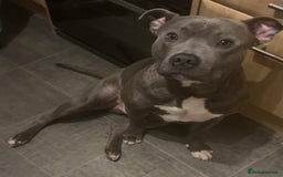 Staffordshire Bull Terrier dogs for sale: Staffy pups looking for their forever homes 🏡  - Image 9