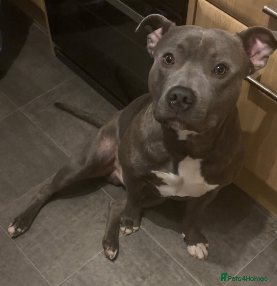 Staffordshire Bull Terrier dogs for sale: Staffy pups looking for their forever homes 🏡  - Image 9