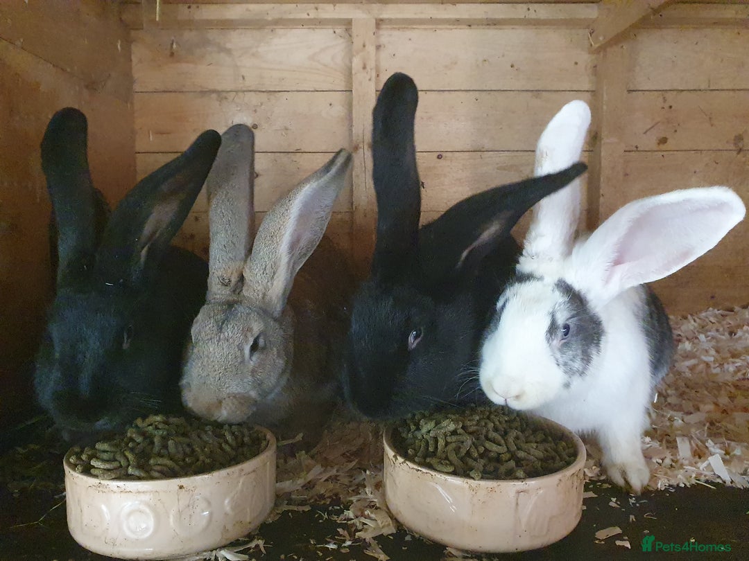 Continental Giant rabbits for sale: Continental giant bucks - Advert 5