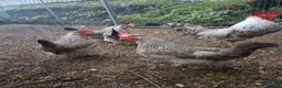Chickens poultry for sale: Cream Legbar /Blue Splash Orpington Hatching Eggs  - Advert 4