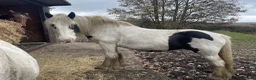 Other Breed horses for sale: Suzie- 14”3 Traditional Gypsy Cob Mare  - Advert 14