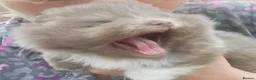 Pomeranian dogs for sale: Stunning lilac pomerainian baby girl  - Advert 4
