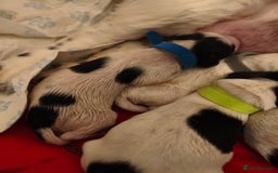 Mixed Breed dogs for sale: cocker spaniel x Bassett hound x Shichon pups) - Image 5