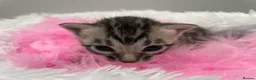 Bengal cats for sale: TICA Registered Bengal Kittens - Advert 4