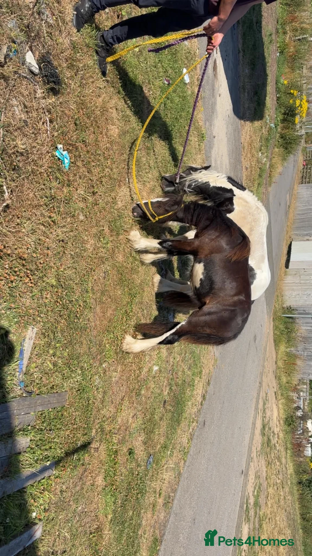 Irish Cob horses for sale: 2 colt brothers  - Advert 2