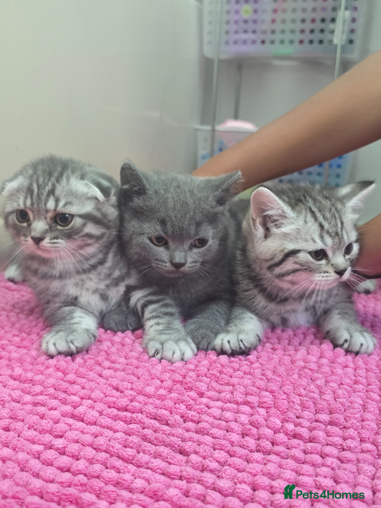 Scottish Fold cats Beautiful!😍 Scottish Fold/Straight kittens. - Advert 1