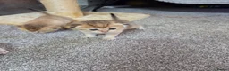 British Shorthair cats for sale: British Shorthair Golden Chinchilla Kittens - Advert 18