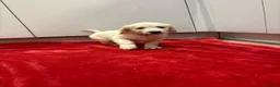 Mixed Breed dogs for sale: golden cocker retriever  - Advert 4