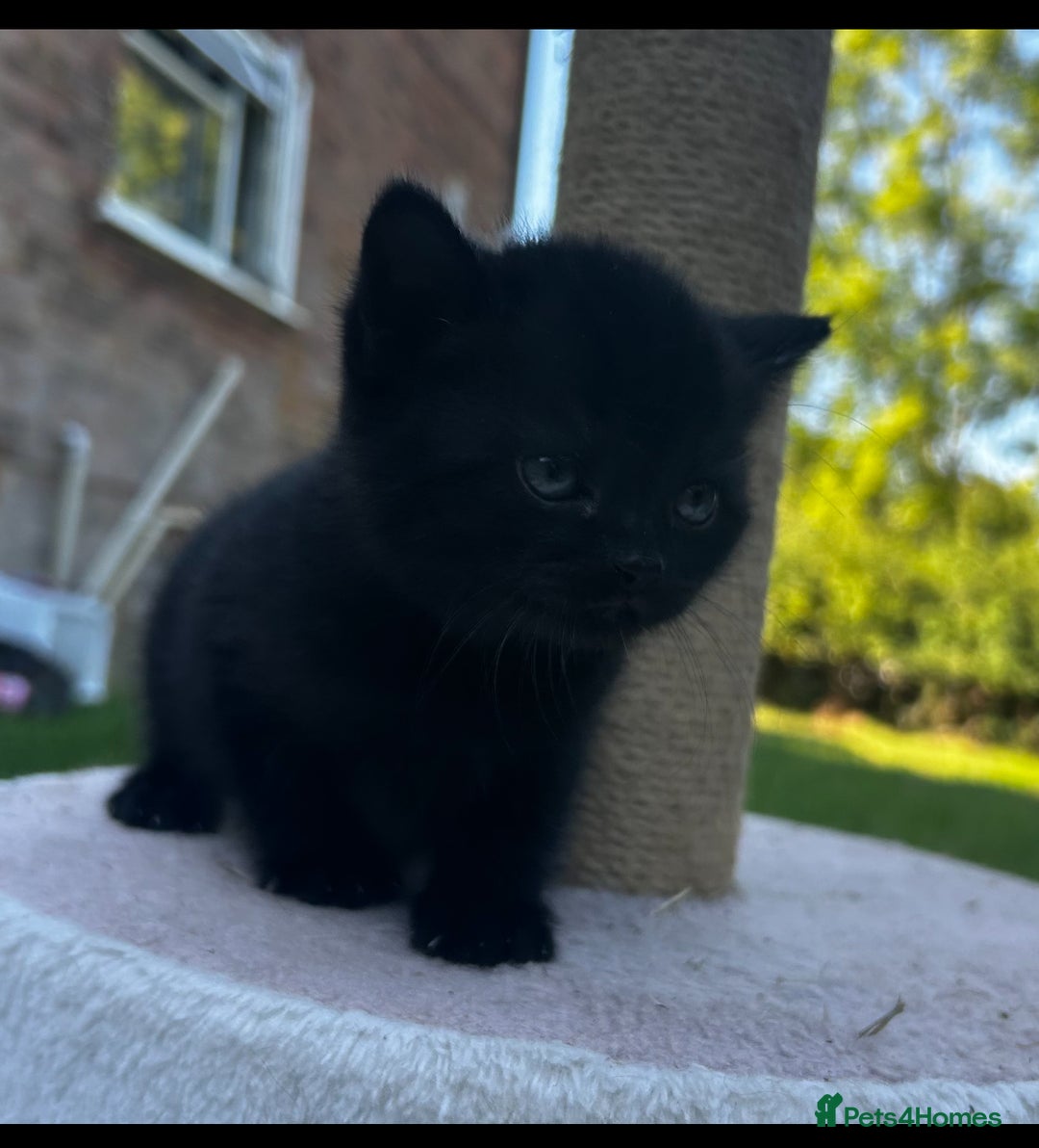 British Shorthair cats for sale: Kittens for forever homes - Image 1