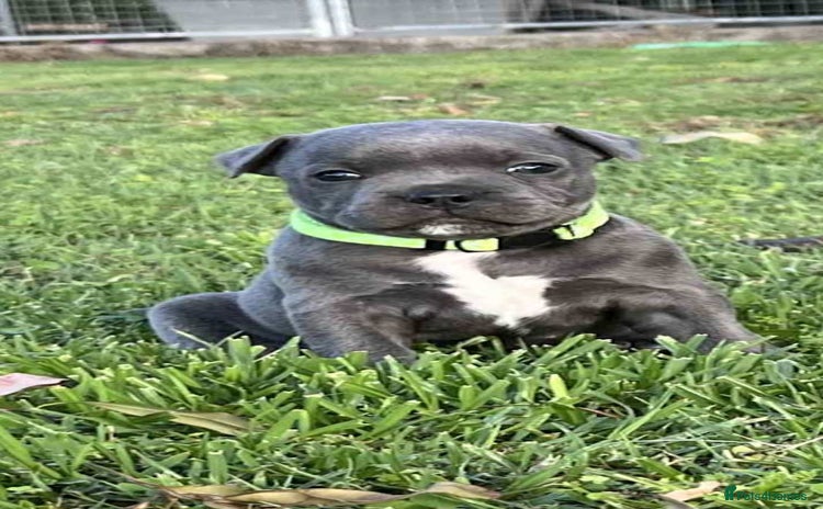 Staffordshire Bull Terrier dogs - Advert 1