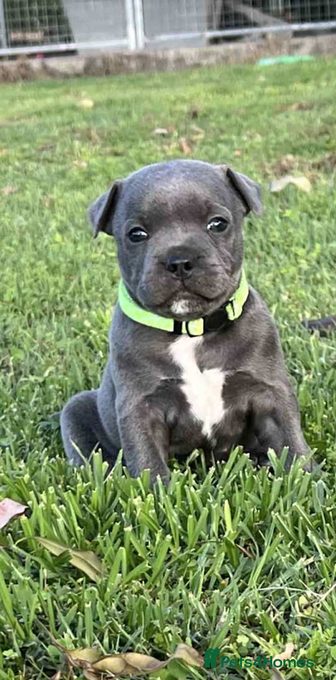 Staffordshire Bull Terrier dogs for sale: Healthy blue Staffordshire bull terrier so sweet - Image 1