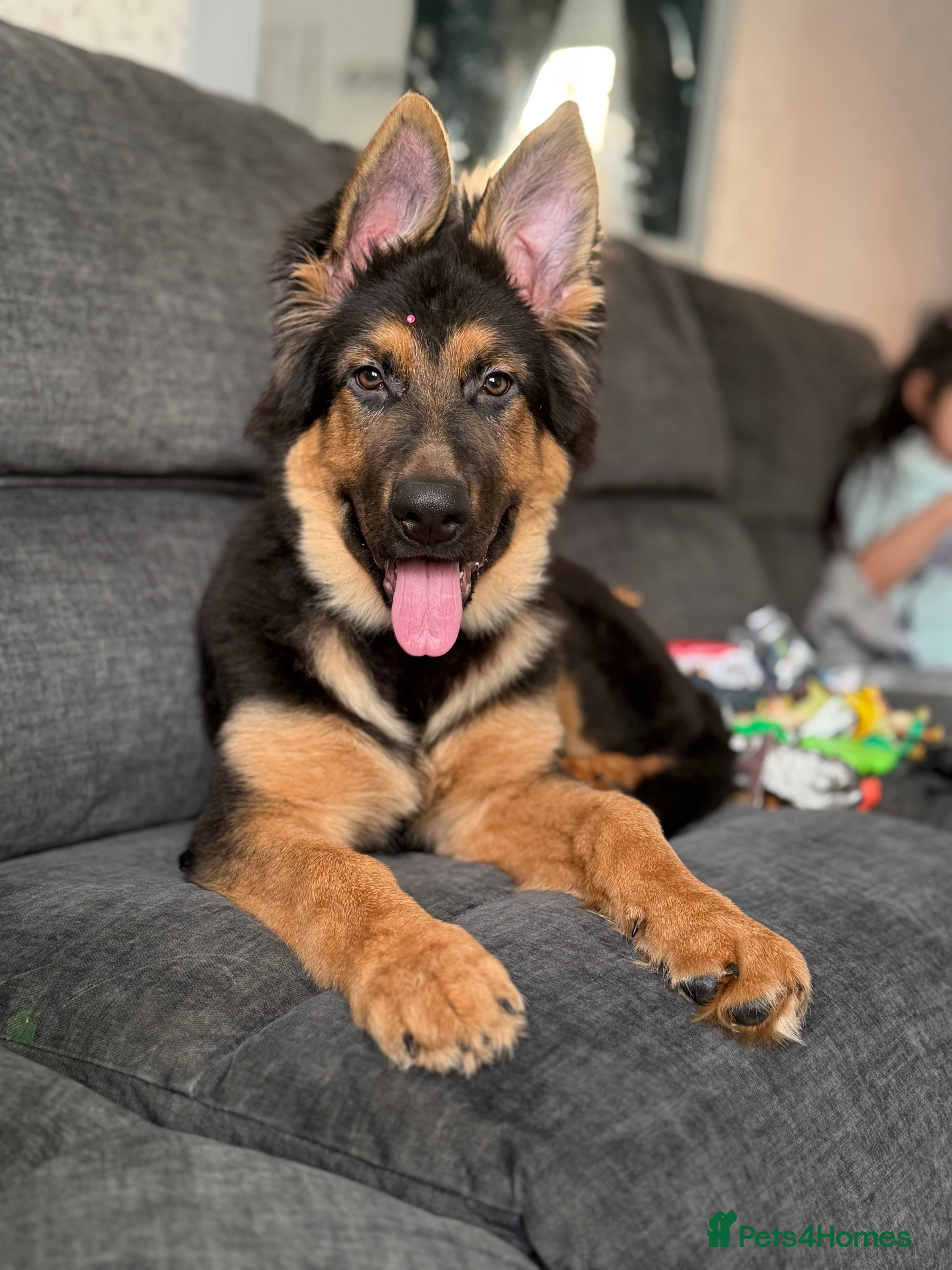 German Shepherd dogs German Shepherd Male - Advert 7