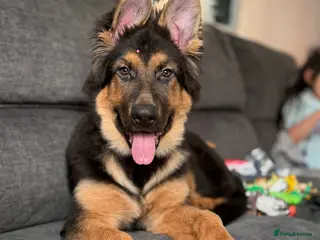 German Shepherd dogs German Shepherd Male - Advert 7