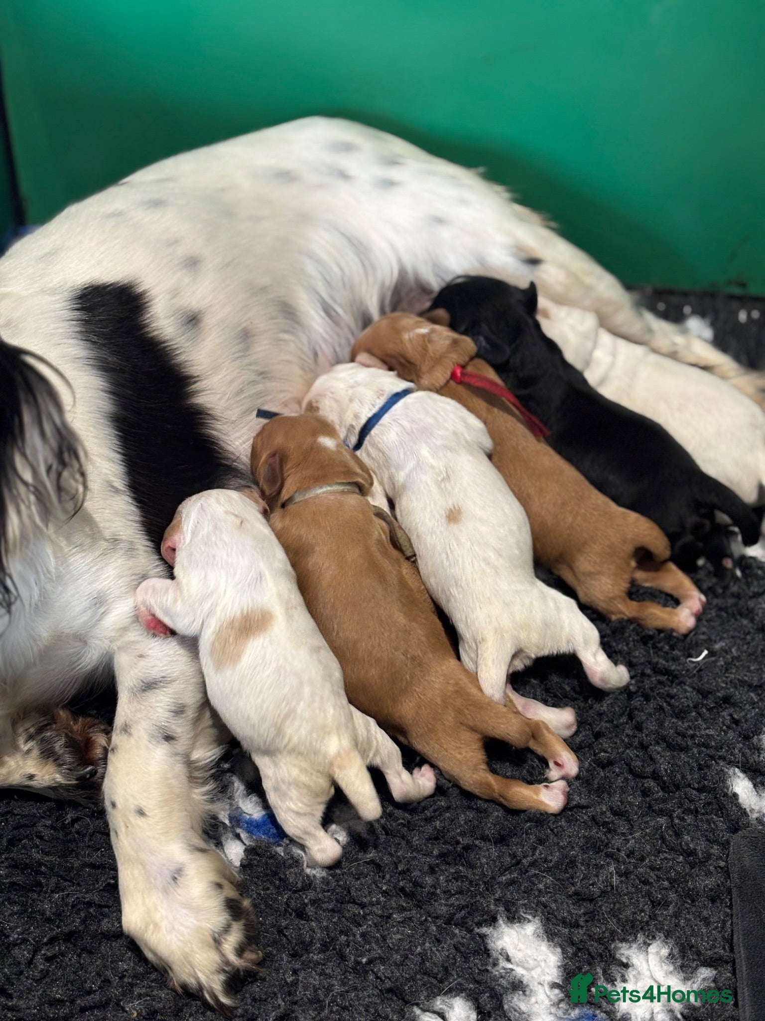 Cocker Spaniel dogs Kc health tested working cocker pups - Advert 1