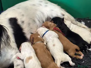 Cocker Spaniel dogs Kc health tested working cocker pups - Advert 1