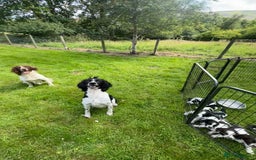 English Springer Spaniel dogs for sale: KC Eng Springer Spaniels [3x Boys Left] - Image 4