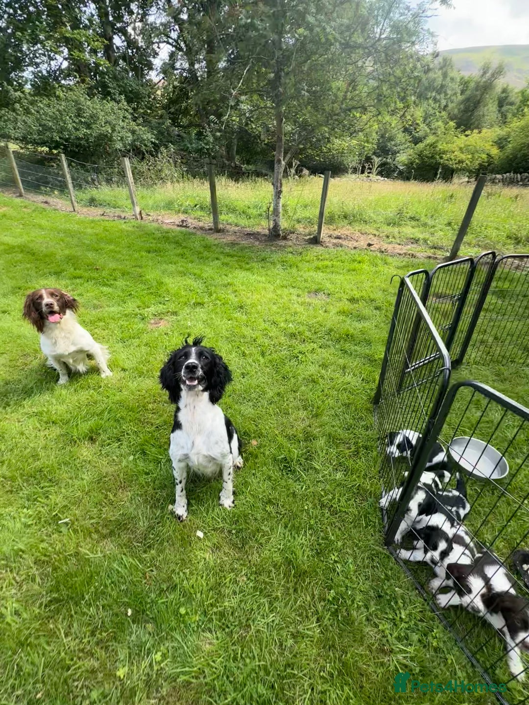 English Springer Spaniel dogs for sale: KC Eng Springer Spaniels [3x Boys Left] - Image 4